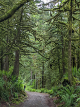 Camp Huston, Wallace Falls Trail through the forest. (by Harriott Balmer)